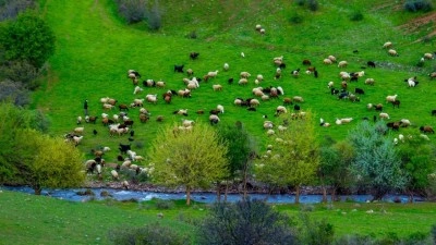 Artan yağışlarla yeşeren meralar k&uuml;&ccedil;&uuml;kbaş hayvan &uuml;reticilerinin yem maliyetini d&uuml;ş&uuml;rd&uuml;