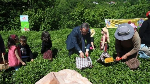 Artvin'de geleneksel çay hasadı etkinliği düzenlendi