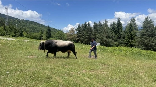 Artvin'de üç aydır antrenman yapan boğalar arenaya çıkmaya hazır