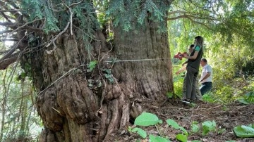 Artvin'de 1400 yıllık porsuk "anıt ağaç" olarak tescillenecek