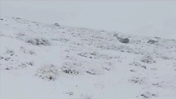 Artvin'in yüksek kesimlerine kar yağdı