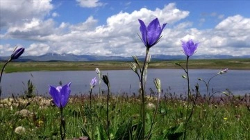 Asboğa Gölü rengarenk çiçek ve göçmen kuşlarla şenlendi