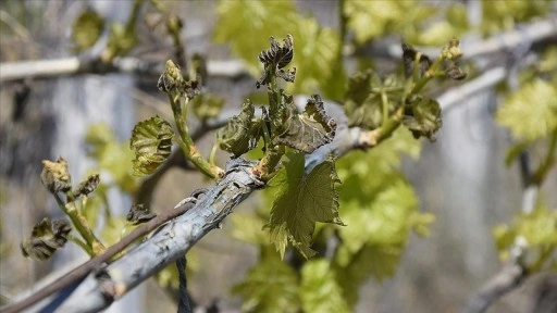 Aşırı hava olayları en fazla tahıl ürünlerini olumsuz etkiliyor