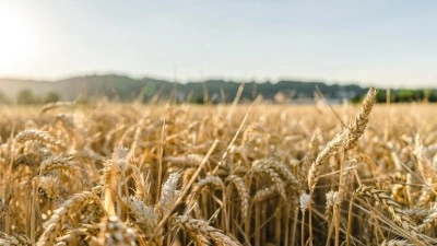 Aşırı sıcaklar tarımsal &uuml;retim i&ccedil;in b&uuml;y&uuml;yen risk haline geliyor