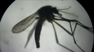 Asya Kaplan Sivrisineği, giysi üzerinden ısırabiliyor ve alerjik reaksiyona yol açabiliyor