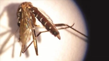 Asya kaplan sivrisineğine karşı plastik atık uyarısı