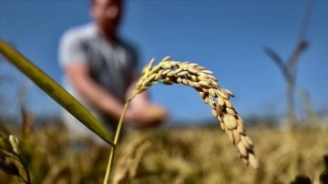 Ata tohumuyla yetiştirilen Konuralp pirincinde hasat başladı