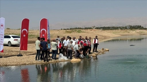 Atatürk Baraj Göleti'ne 1 milyon 75 bin balık yavrusu bırakıldı