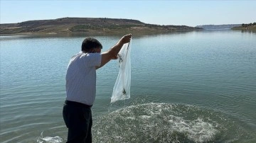 Atatürk Barajı'na 7 milyon 181 bin balık yavrusu bırakıldı