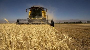 Atatürk Üniversitesinin 4 bin dekarlık tarım arazilerinde hasat heyecanı