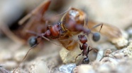 Ateş karıncaları Avustralya'yı tehdit ediyor