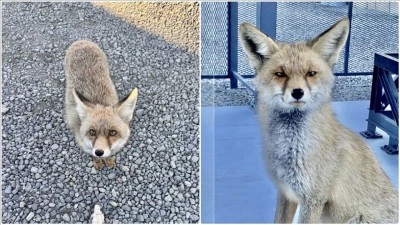 Atış poligonuna bitkin halde gelen tilki 'Barut' polislerle dost oldu