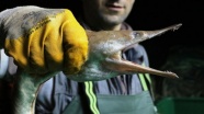 Atlantik Okyanusu'nun dikenli yılan balığı Çanakkale Boğazı'nda yakalandı