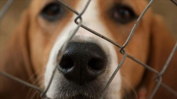 Avrupa Birliği, sahipsiz hayvanlara ilişkin tedbirleri ortak standarda bağlamaya hazırlanıyor