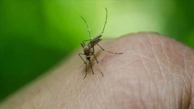 Avrupa'da bu yıl 12 &uuml;lkede 625 Batı Nil vir&uuml;s&uuml; vakası tespit edildi