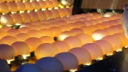 Avrupa'daki yumurta krizi ihracatçıların beklentisini artırdı