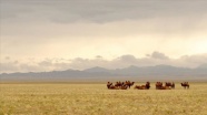 Avustralya&#039;da 10 bin yabani deve vurularak itlaf edilecek