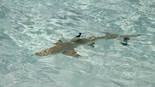 Avustralya'da köpek balığı saldırısı sonucu bir kişi hayatını kaybetti, bir kişi yaralandı