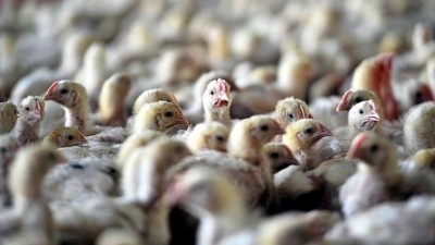 Avustralya'da kuş gribi olduğundan ş&uuml;phelenilen ilk vaka kaydedildi