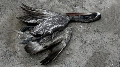 Avustralya'da yabani kuşlarda H5 kuş gribi kaynaklı ilk toplu &ouml;l&uuml;m g&ouml;r&uuml;ld&uuml;