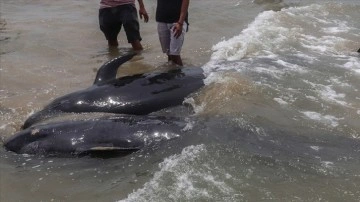 Avustralya'da gönüllüler, kıyıya vurmuş 97 pilot balinayı kurtarmaya çalışıyor