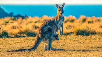 Avustralya'da "kanguru itlafı" tartışmaları büyüyor