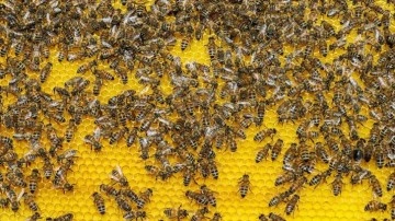Avustralya'da parazit riski sebebiyle bal arıları karantinaya alındı