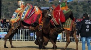 Aydın&#039;da düzenlenen festivalde 130 deve güreştirildi