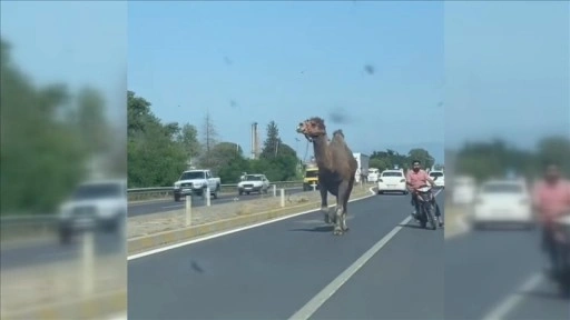 Aydın'da kara yoluna çıkan deve, sürücülere zor anlar yaşattı
