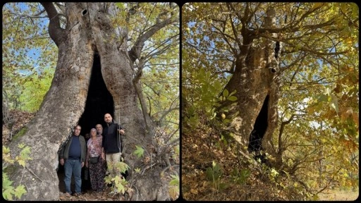 Aydın'da mahalleliden dev çınar ağacı için tescil isteği