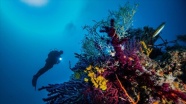 Ayvalık'ın deniz çayırlarının korunması için BM destekli proje başlatıldı
