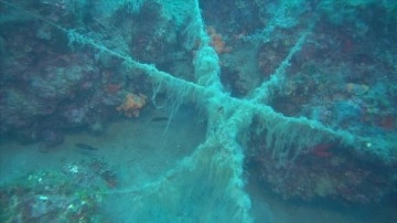 Ayvalık'ta doğal resifleri kaplayıp deniz canlılarını tehdit eden misinalar görüntülendi