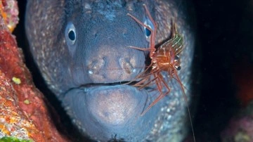 Ayvalık'ta müren balığı ile karidesin simbiyotik ilişkisi kameralara yansıdı