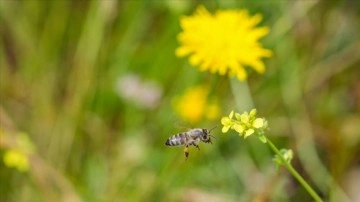 Azalan arı popülasyonu gıda güvenliğini tehdit ediyor