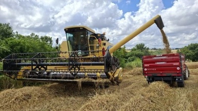 Bafra Ovası'nda 200 bin d&ouml;n&uuml;mde hububat hasadına başlandı