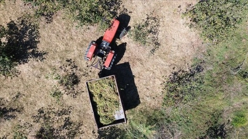 Bafra Ovası'nda fındık hasadına devam ediliyor
