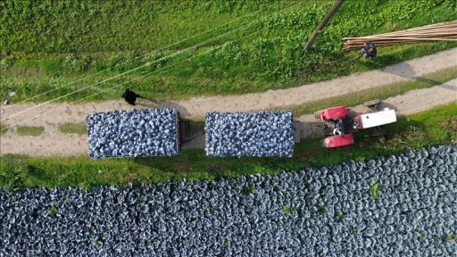 Bafra Ovası'nda kırmızı lahana hasadı başladı