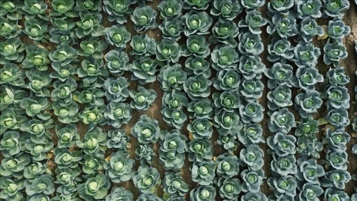 Bafra Ovası'nda sebze tarla günü etkinliği yapıldı