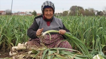 Bafra Ovası'nda 25 bin ton pırasa rekoltesi bekleniyor