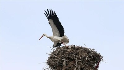 "Baharın habercisi" leylekler Muş Ovası'ndaki yuvalarına d&ouml;nmeye başladı