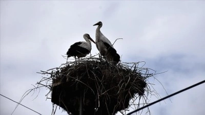 "Baharın habercisi" leylekler Sinop'taki Cuma Ovası'na gelmeye başladı