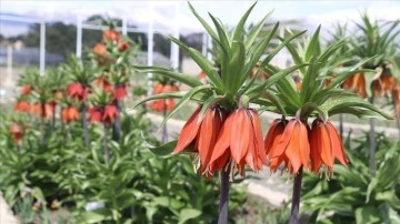 Baharın müjdecisi 'ağlayan gelin'in bir türü daha tescil yolunda