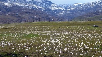 'Baharın müjdecisi' kardelenler Muş Ovası'nı süsledi