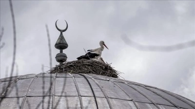 "Baharın m&uuml;jdecisi" leylekler cami kubbesine 16 yıldır yuva yapıyor