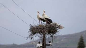 Baharın müjdecisi leylekler Tunceli'deki yuvalarına yerleşti