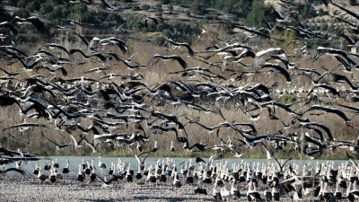Baharın y&uuml;z&uuml;n&uuml; g&ouml;sterdiği Mersin, leylek ve pelikan s&uuml;r&uuml;lerini ağırlıyor