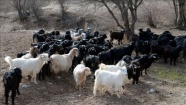 Bakan Pakdemirli&#039;den koyun ve keçi yetiştiricilerine müjde