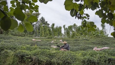 Bakan Yumaklı, &ccedil;ay &uuml;reticilerine 2,6 milyar liralık tarımsal destek &ouml;demesinin yapıldığını bildirdi