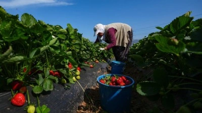 Bakan Yumaklı, yaklaşık 1,4 milyar lira tarımsal destekleme &ouml;demesinin bug&uuml;n yapılacağını bildirdi