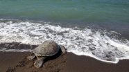 Bakanlık 150 deniz kaplumbağasını hayata döndürdü